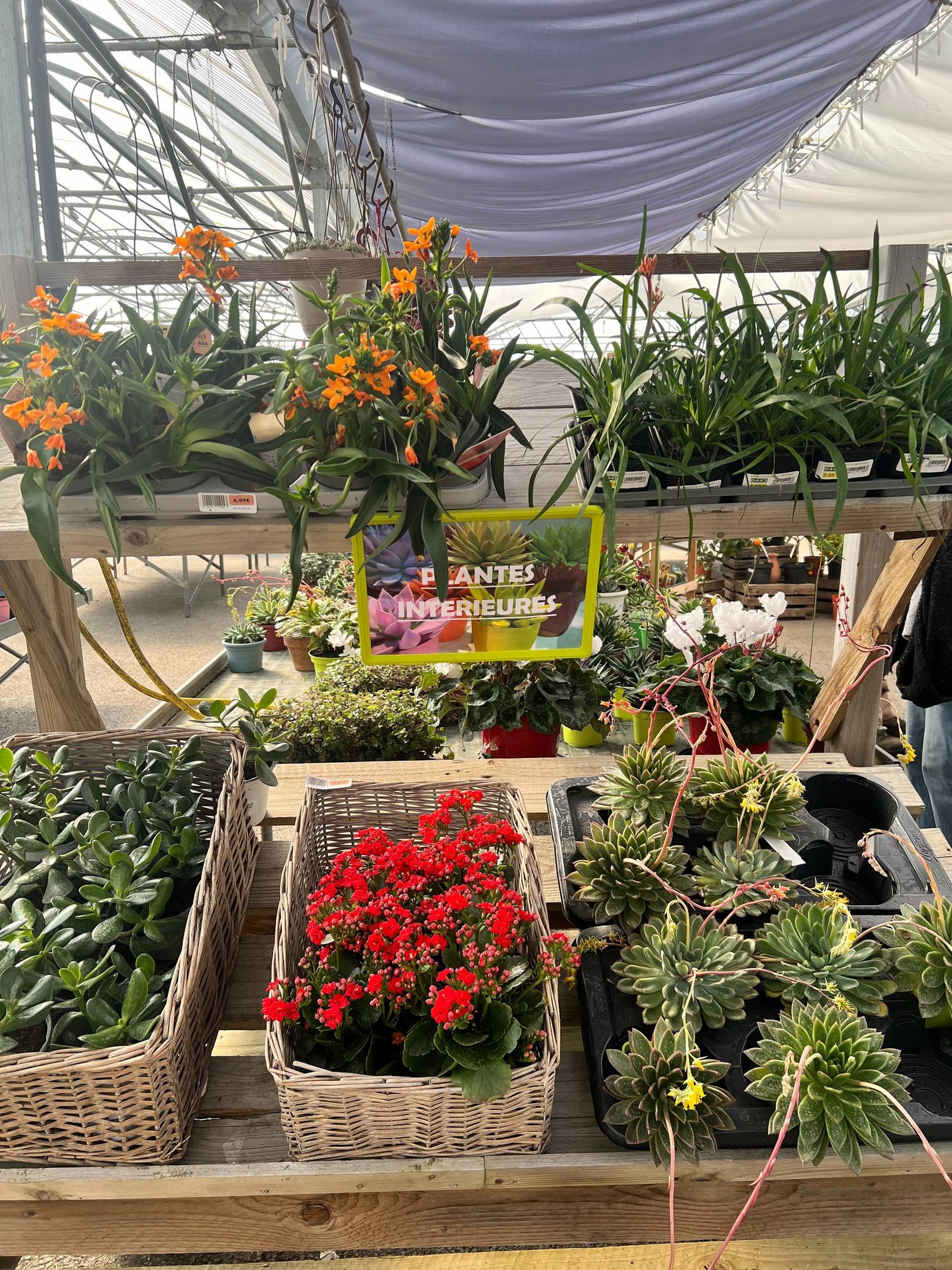 Plantes d'intérieures dans une jardinerie